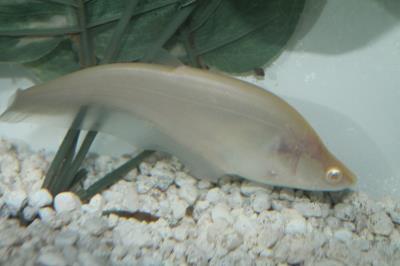 Albino Knife fish 3-4" (Chitala ornata) (Albino)